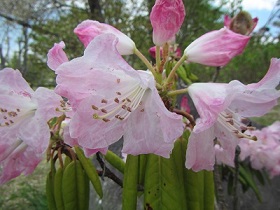 花１８シャクナゲ.jpg