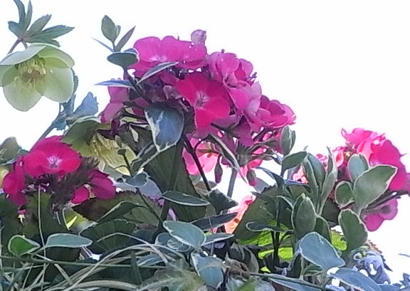 高い処で咲く花