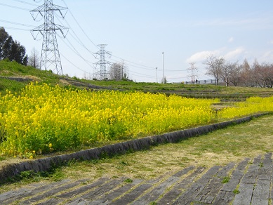 山田池公園　ナノハナ