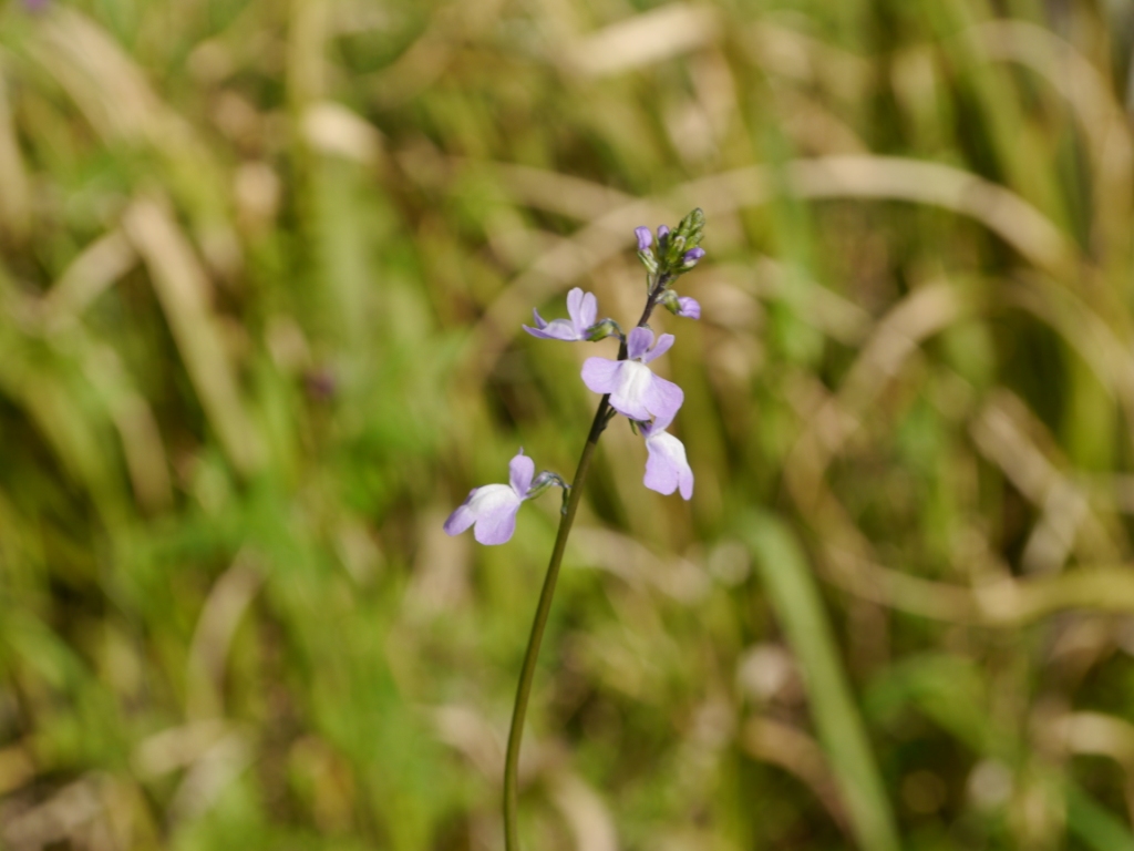 P1060926（マツバウンラン）.jpg