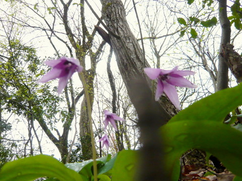 下から見たカタクリの花