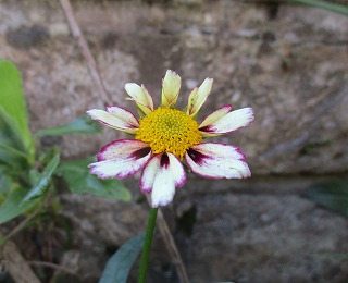 IMG_5589ss.jpg