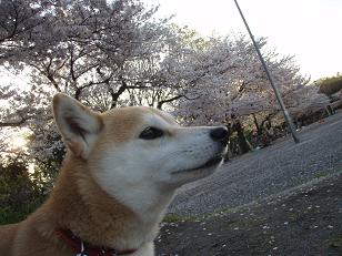 桜並木