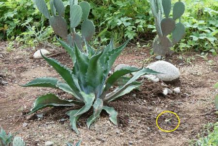 アガベ・ポタトラム・ベビーティース(Agave potatorum 'Baby