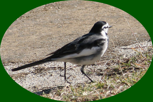 鳥さん３-crop-1.jpg