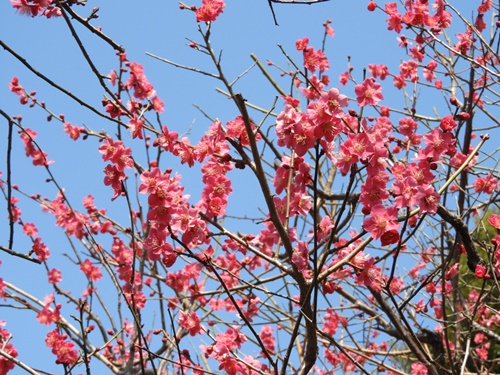 池上梅園