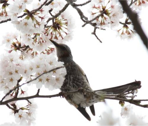 2015040410.JPG