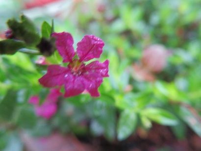 クフェアとハツユキカズラ キーマカレーをおすそ分け 静かな時が流れる 風の庭 楽天ブログ