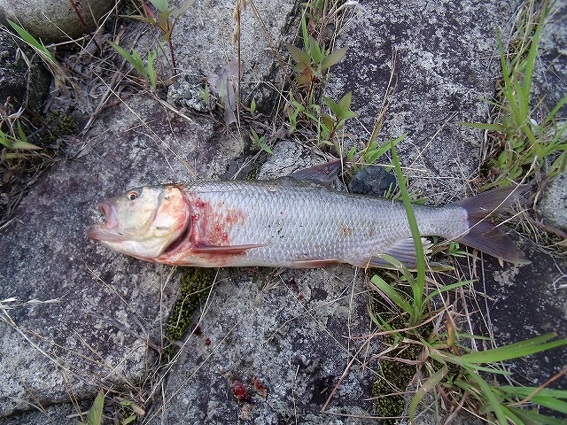 琵琶湖　ハス