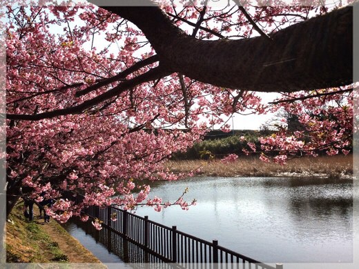 小松ケ池の河津桜