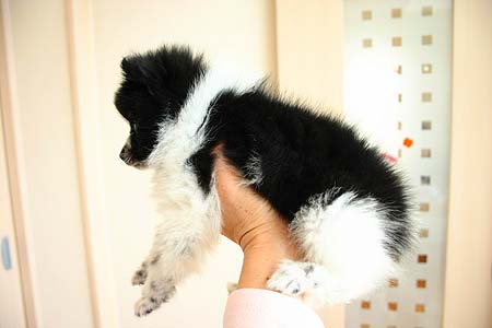 片手でショコラ