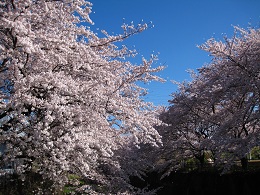 水橋から見た今日のサクラ