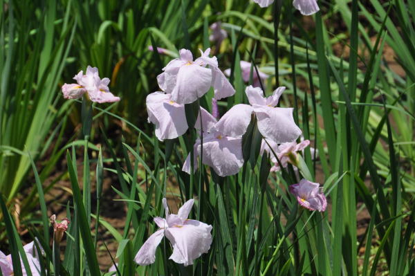 菖蒲・紫陽花