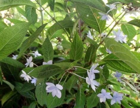 七段花