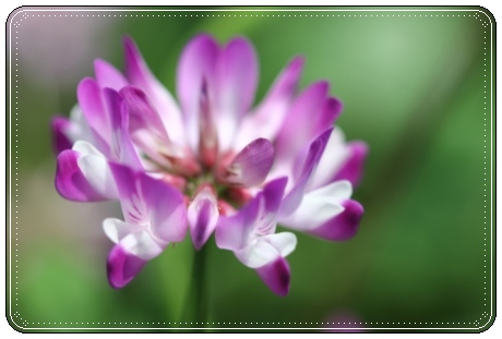 能美市石子町-3 レンゲソウ-2 13.5.18