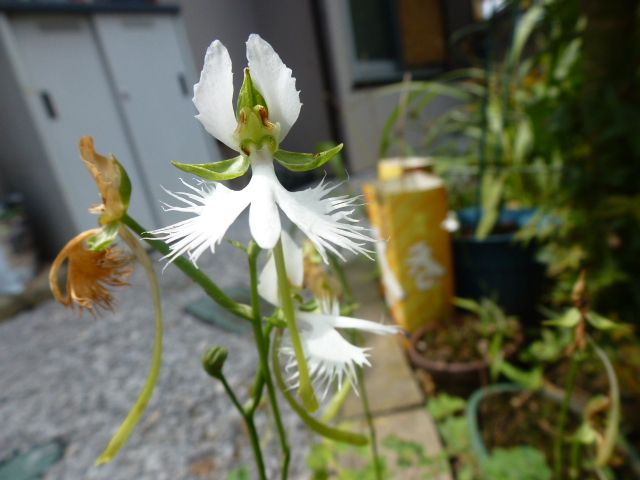 サギ草 玉すだれ ハナトラノオ ピンクと白 コサギ 鳥 写真あり 私の好きな花 楽天ブログ