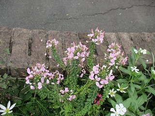 IMG_9596ss.jpg