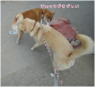 トムちゃんチェック4.jpg