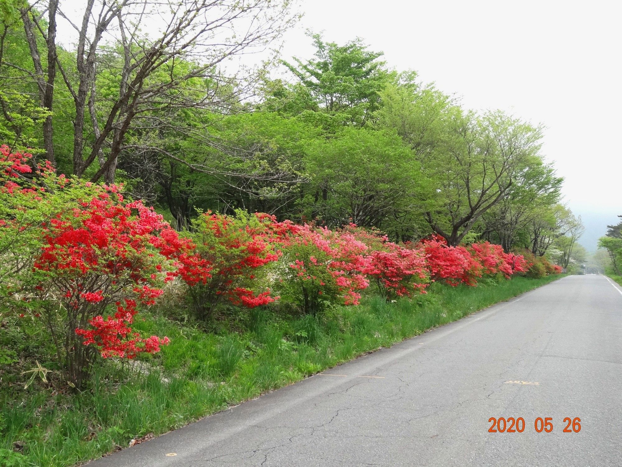 地元の榛名山でレンゲツツジが満開！ 5月26日 | 山と花と小型車でサイクリング！ - 楽天ブログ
