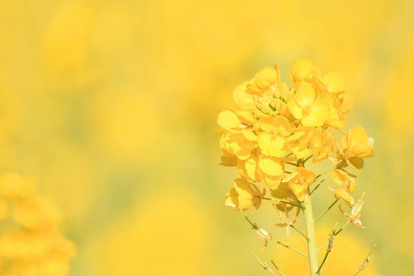 菜の花