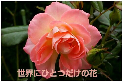 rblog-20161111194955-00.jpg