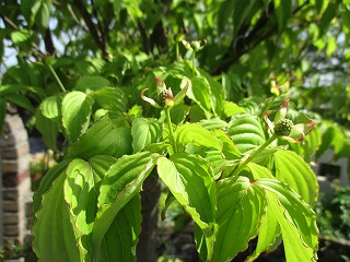 IMG_0478ss.jpg