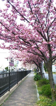 八重桜のトンネル