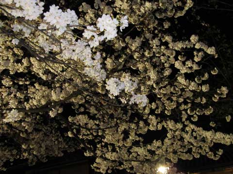 京都木屋町の夜桜