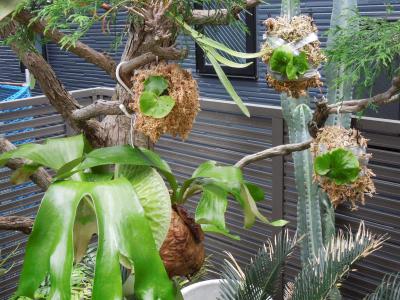 ビカクシダを屋外に出してみた | 小平太1098のブログ - 楽天ブログ