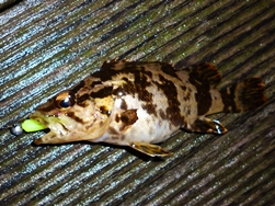 27日　タケ (3)
