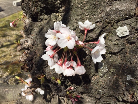 20150327桜2
