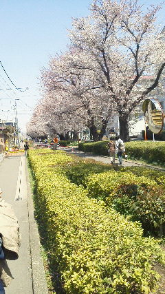 さがみ野の桜３