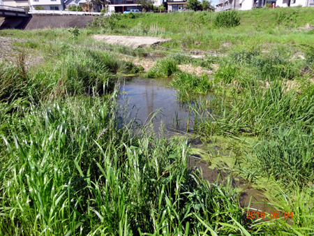 湧水池.jpg