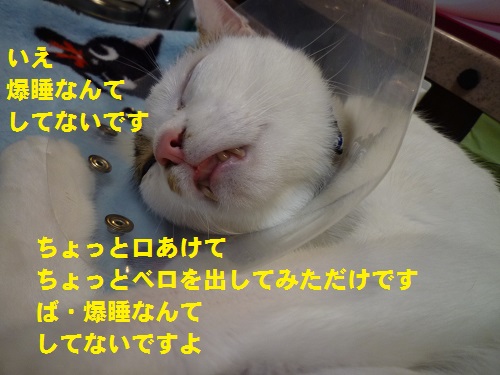 P1050289.jpg