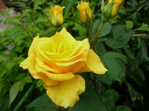 P1150326 (500x375).jpg