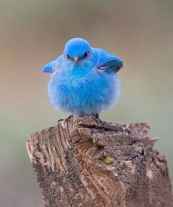 幸せの青い鳥 みきどんまむのアラフィフ奮闘記 楽天ブログ