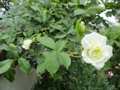 IMG_3184ss.jpg