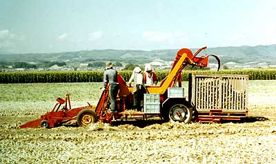 タマネギの機械収穫