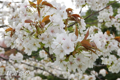 浜離宮恩賜庭園にて