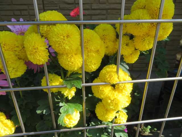 グズマニアとアンスリウムの寄せ植え 菊の花 写真あり 私の好きな花 楽天ブログ