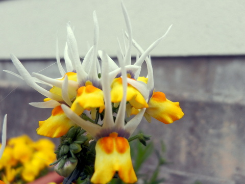 見知らぬ花・横顔