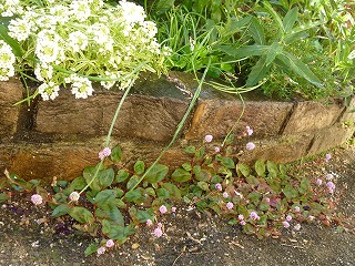 P1270083ss.jpg