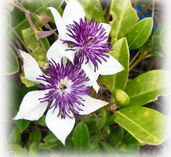 花６