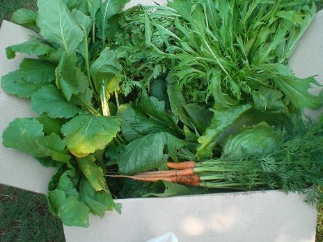 朝採れ野菜