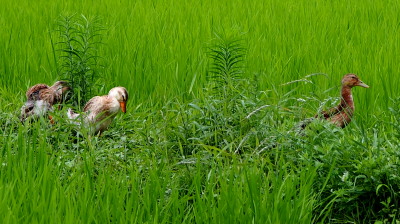 アイガモ　7.23　2016　ｐ