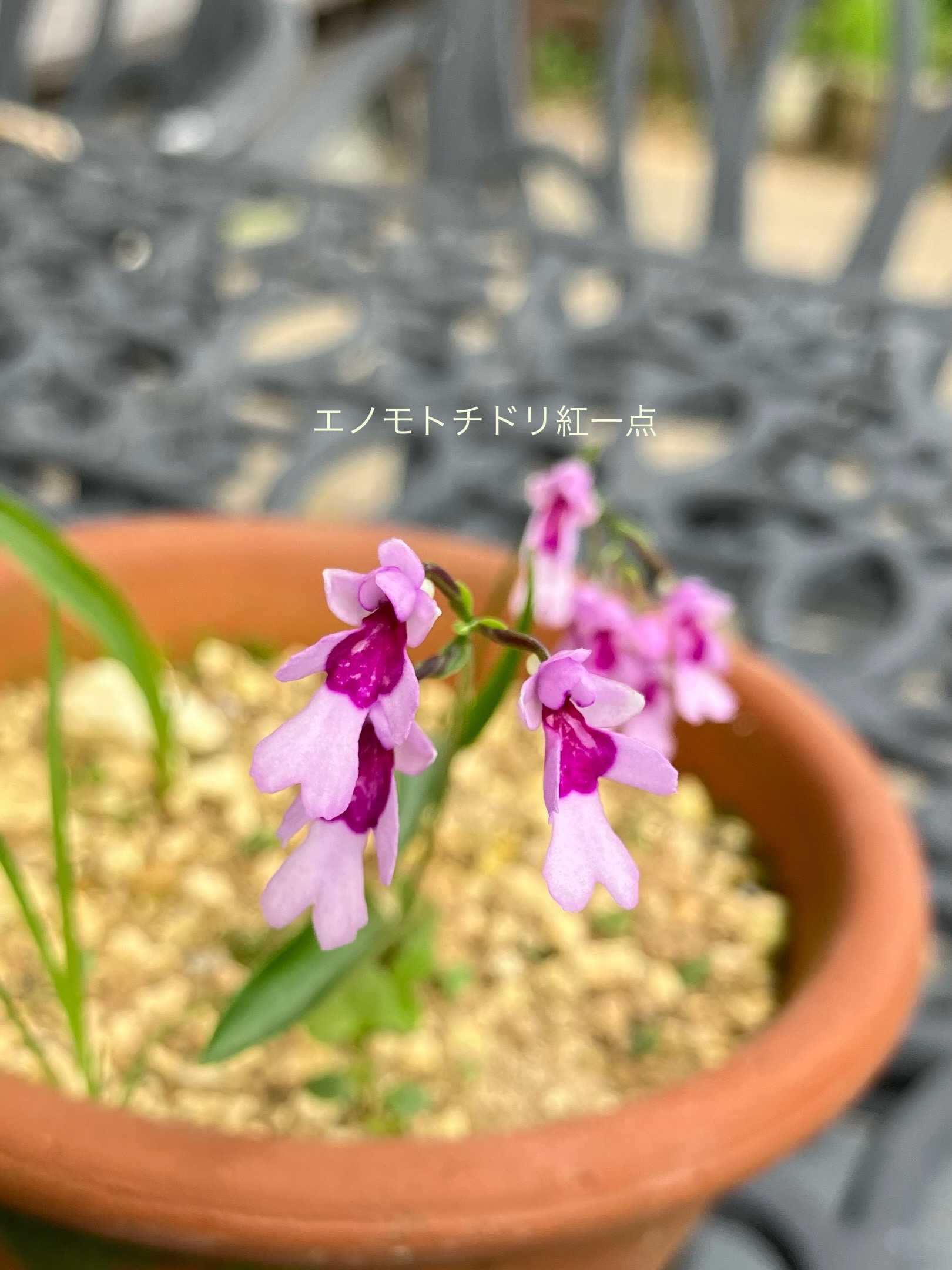 エノモトチドリとイワチドリ | Kimi.teaの花日記 - 楽天ブログ