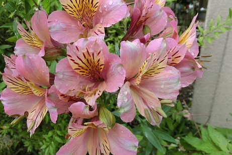 アルストロメリア