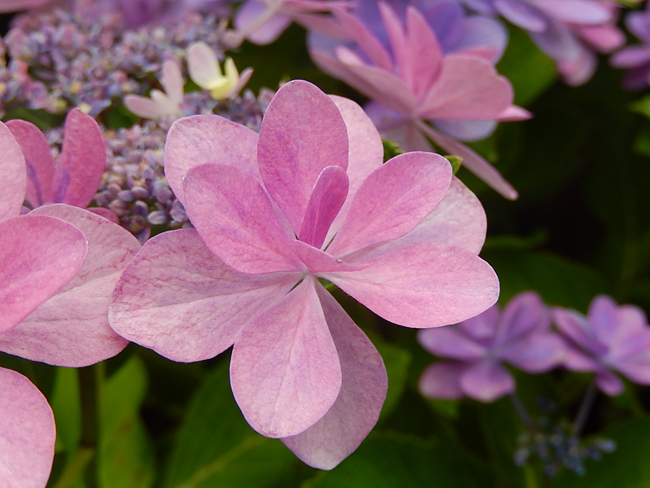 紫陽花１