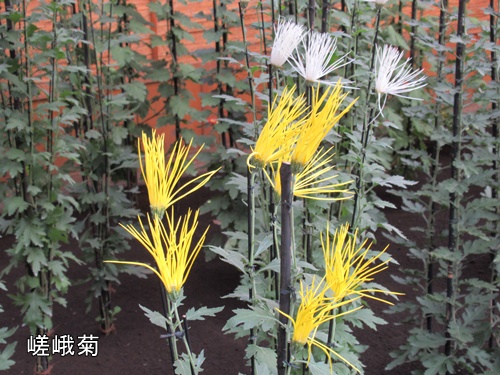 伊勢菊・丁子菊・嵯峨菊花壇