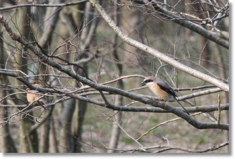 健民海浜公園-7 モズ 14.3.17